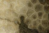 Free-Standing, Petoskey Stone (Fossil Coral) Section - Michigan #160266-1